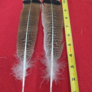 Z79 Pair Hybrid Brown Speckled Turkey Tail Feather