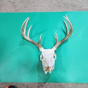 H58 Testa morta di cervo dalla coda bianca Euro Antler Teschio Monte Tassidermia immagine 1