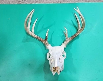H58 Dead Head Whitetailed Deer Euro Antler Skull Mount Taxidermy