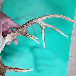 H58 Testa morta di cervo dalla coda bianca Euro Antler Teschio Monte Tassidermia immagine 6