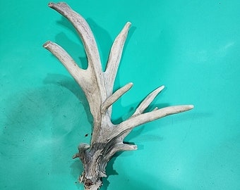 H51 Whitetail Deer Shed Antler