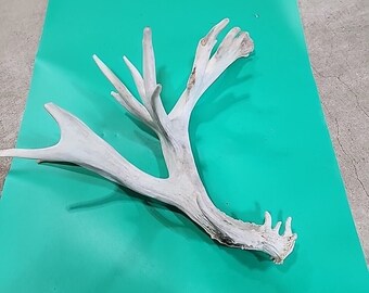 H33 Atypical Whitetail Deer Shed Antler