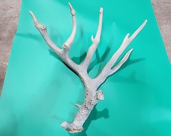 H5 Atypical Whitetail Deer Shed Antler