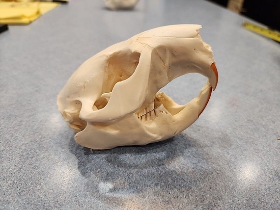 NK51 Real American Beaver Skull Taxidermy - image 1