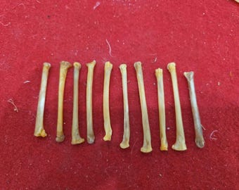 Lot Of 10 Fox 2-3" Leg Bones
