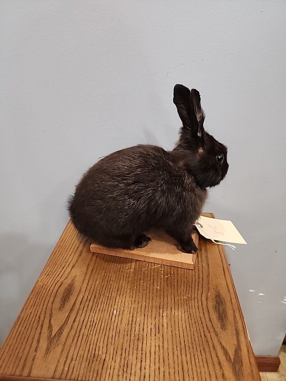 J176 Black Rabbit Mount Taxidermy - image 3