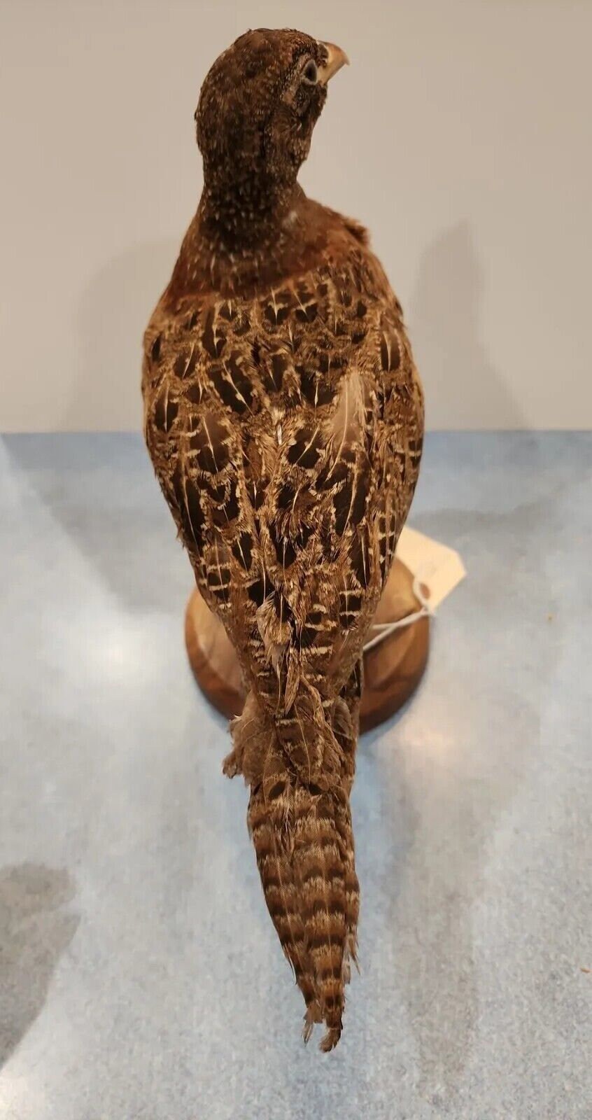 BIT25 ウロコツメドリ（Pternistis Squamatus）の鳥類剥製 - Etsy 日本