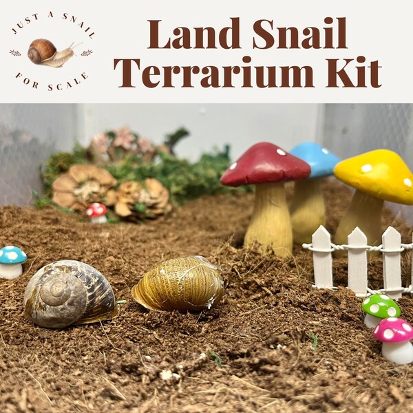 Live Land Snails Etsy
