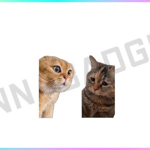 Fondo transparente Decoración de transmisión de un gato parlante triste y agresivo para recompensas de canal y canjes de alegría para creadores de contenido que usan OBS