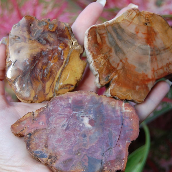 Fossilized Wood Slabs | Polished Fossilized Wood | Natural Fossilized Wood | Agatized Wood | Petrified Wood Slab