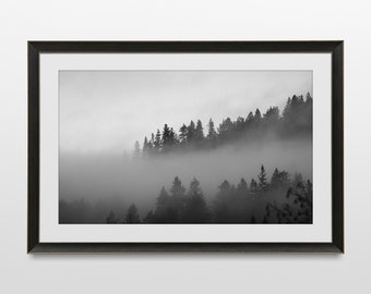 Trees in Fog Photo Print