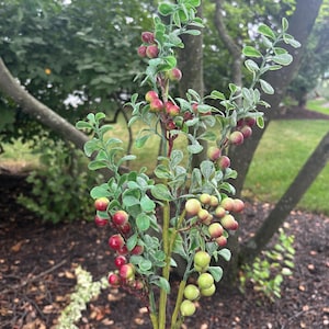 May include: A decorative artificial plant stem featuring small, rounded green leaves with a frosted texture. The stem is adorned with clusters of berries that transition in color from pale yellow and light green to shades of deep red and pink.
