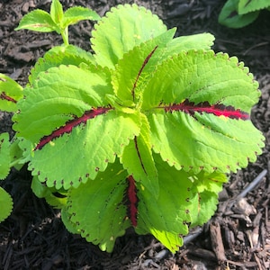 KONG SERIES COLEUS| Coleus cutting| Coleus Seeds| Coleus Rooted