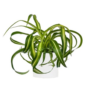 Spider Curly Bonnie Easy To Grow Clean House Plant