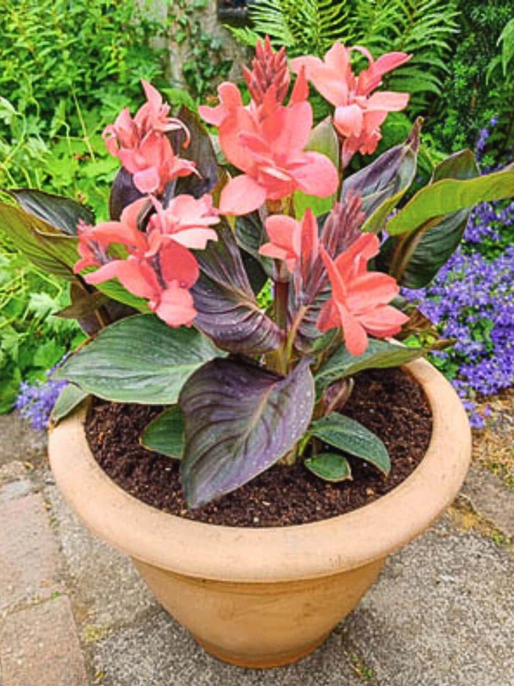 Red\Pink Canna Lily Indica - Seeds, Bulbs, Plants | Indian Shot