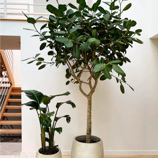 Ficus benghalensis 'Audrey' - Lush and Elegant Indoor Tree | Perfect for Home or Office