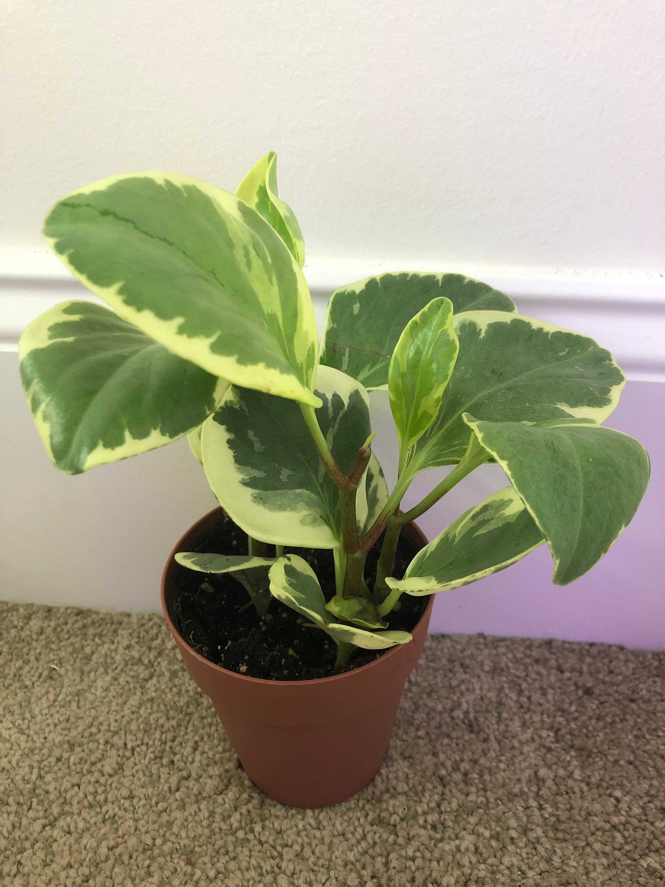 Peperomia Obtusifolia Variegata - Vibrant Variegated Baby Rubber Plant |  Ideal for Indoor Gardens - Etsy