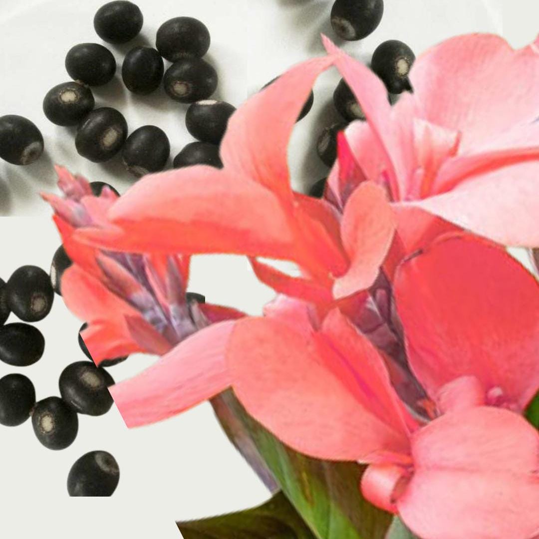 canna出品 Red\Pink Canna Lily Indica - Seeds, Bulbs, Plants | Indian Shot