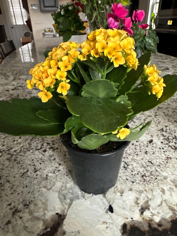 POWERS TO FLOWERS - KALANCHOE CALANDIVA ROSSA E BIANCA IN VASI CERAMICA CUORI, 3 PIANTE, Vaso 7cm, piante vere