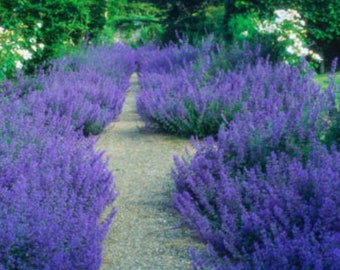 May include: A gravel path lined with rows of purple lavender plants in a garden setting.