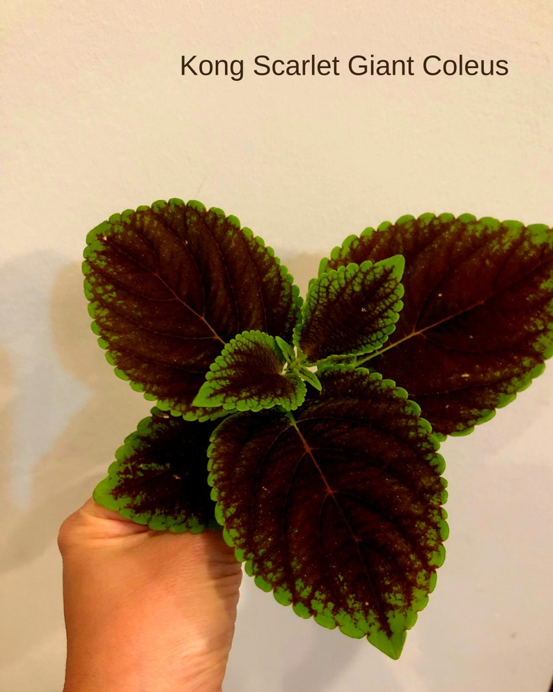 KONG SERIES COLEUS Coleus Cutting Coleus Seeds Coleus Etsy