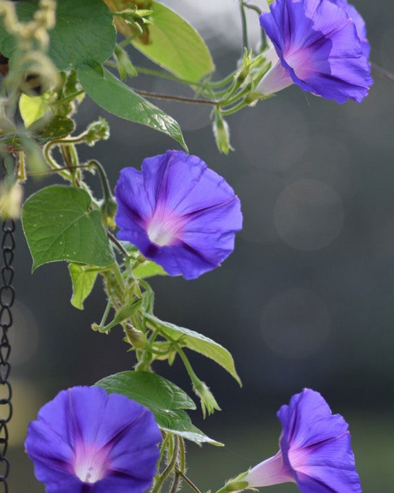 10 Morning Glory Seeds - Etsy