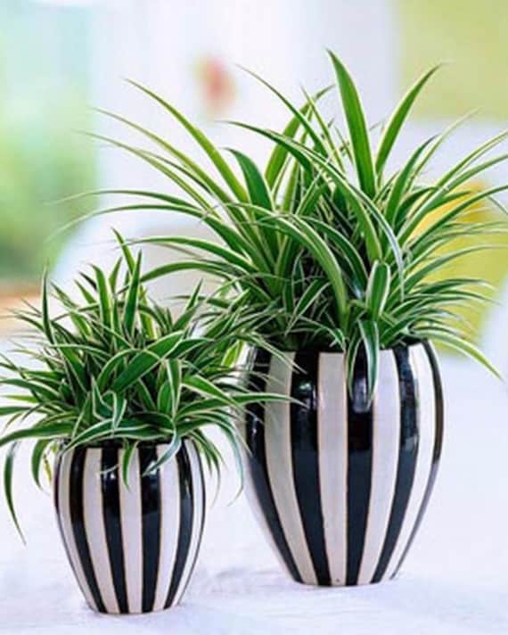 Baby Rooted Spider Planthouse Plant  - Etsy