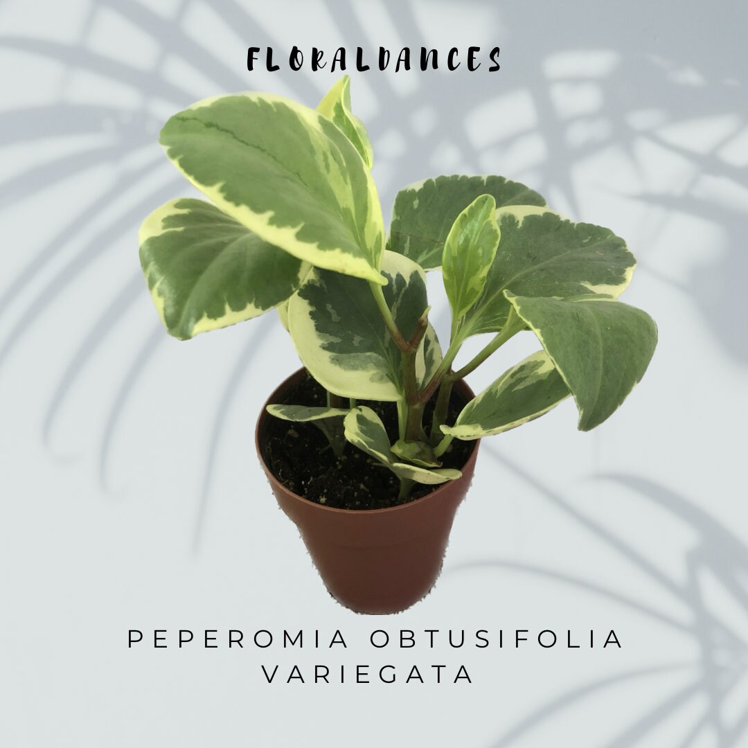 Peperomia Obtusifolia Variegata - Vibrant Variegated Baby Rubber Plant |  Ideal for Indoor Gardens - Etsy
