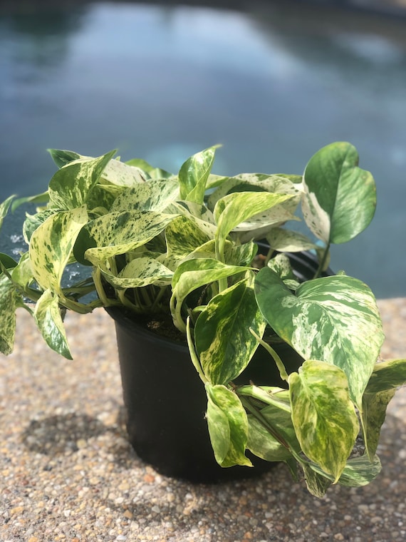 amaou strawberry seeds 5 Bags (200 Seeds / Bag) of 'Akihime' Series Red Strawberry – MUCIAKIE main image 1