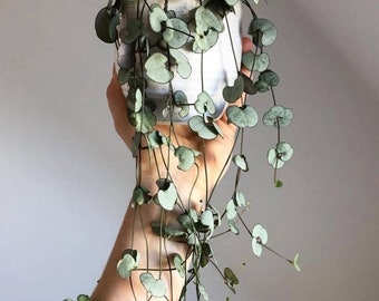 Rooted or cutting Variegated String of Hearts | Ceropegia Woodii Variegata | String of Hearts | String of Hearts Succulent Cutting | Heart