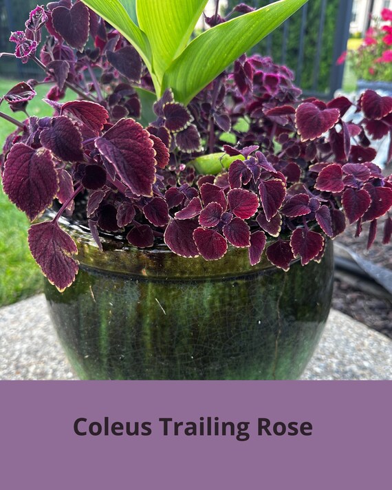 Fairway Series Coleuses/ Coleus Seeds - Etsy Canada