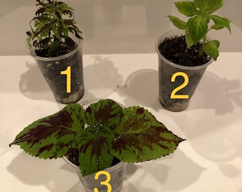 May include: Three potted plants with green leaves. The plant on the left has green leaves, the plant in the middle has green and red leaves, and the plant on the right has green leaves with a white border. The plants are labeled 1, 2, and 3.