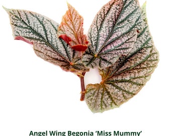 Blooms625 ベゴニア ルージュ バリエガタ ベゴニア ベゴニアの種子 30