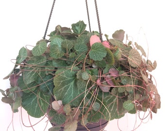 Strawberry Begonia ('Saxifragra Stolonifera')/ Tropical plant