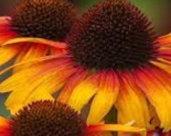50+Perennial Echinacea 'Parrot' & 'Pink' Seeds - Vibrant Coneflowers for Your Garden