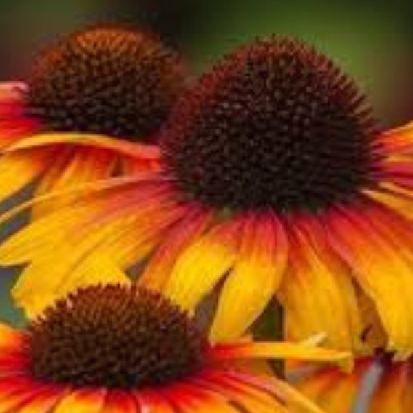 50+Perennial Echinacea 'Parrot' & 'Pink' Seeds - Vibrant Coneflowers for Your Garden