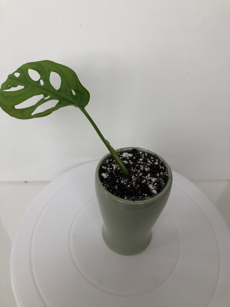 Monstera Adansonii Monstera Swiss Cheese Swiss Cheese Etsy