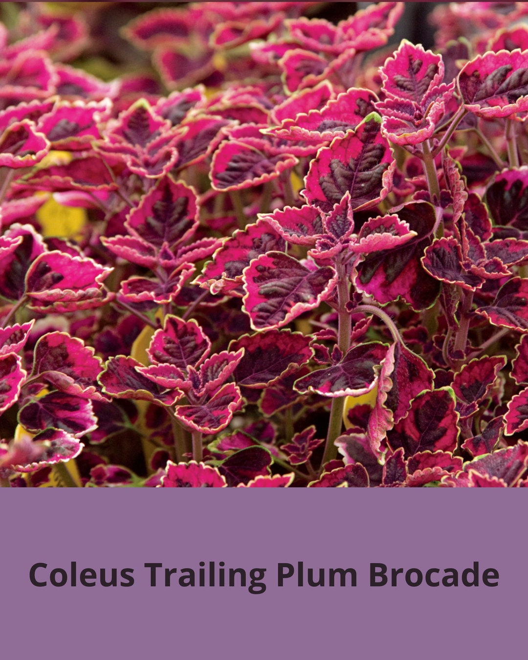 Fairway Series Coleuses Coleus Seeds Etsy