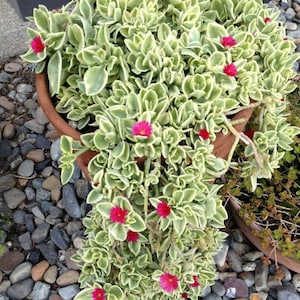 tiliacora triandra plant Tiliacora Triandra Powder, Made From 100% Tiliacora Triandra