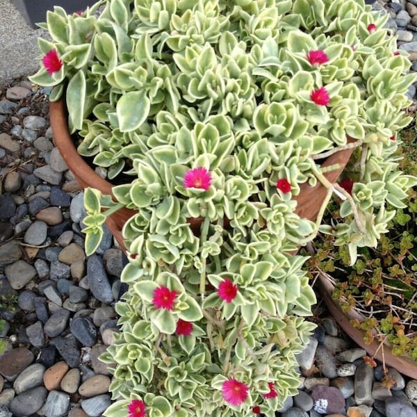 Aptenia Cordifolia Red Apple or Baby Sun Rose 3.5" pot or cuttings | Ice Plant | Trailing Live Succuent Plant| Perennial| Ground Cover