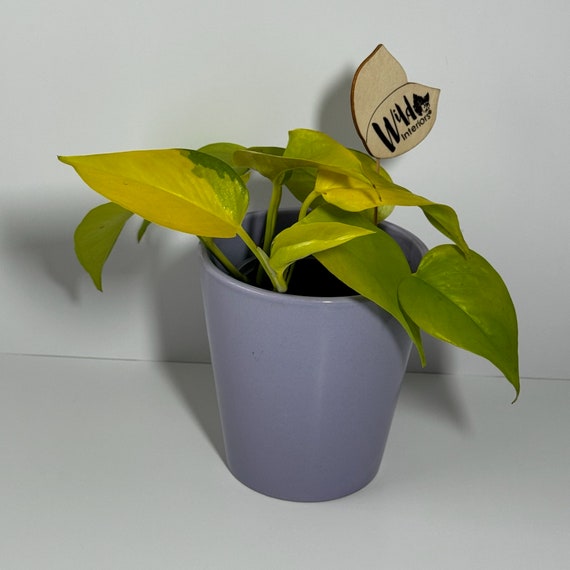 rubber tree florida Full Size Rubber Tree STD (Mature Trunk) – Dahing Plants main image 0