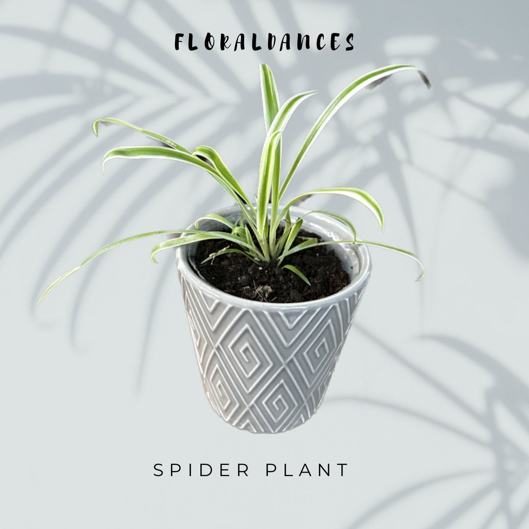 Baby Rooted Spider Planthouse Plant  - Etsy