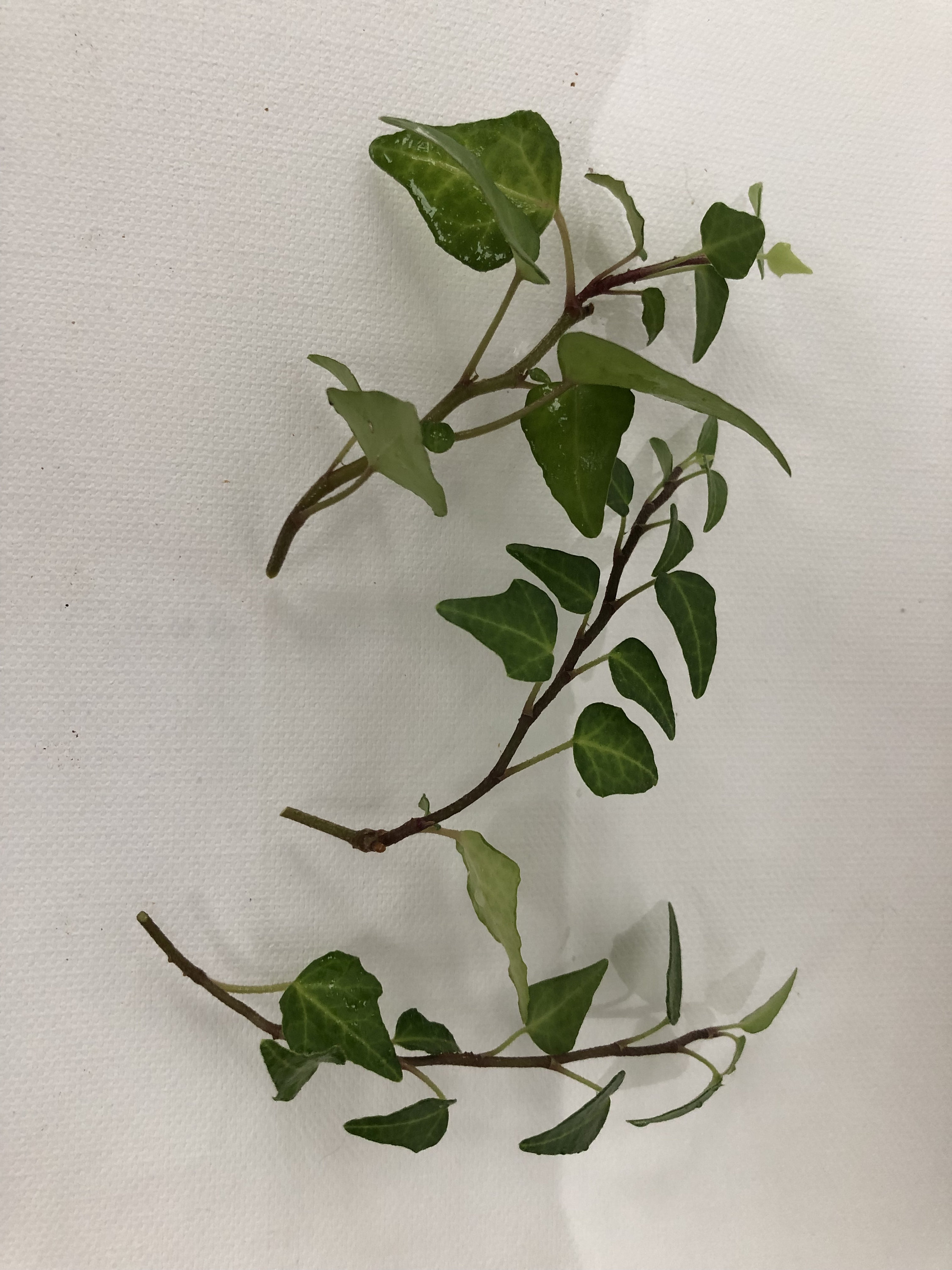 Glacier English Ivy, Trailing Plant, Climbing Plant, Easy Care House