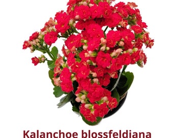 Kalanchoe blossfeldiana 'Calandiva Red\Pink\White\Orange'