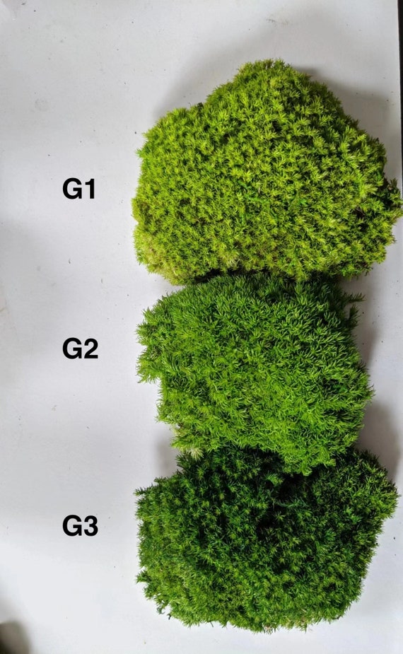 Bulk Wholesale Preserved Moss, Natural Green Moss, Dyed Moss, Moss for  Decorating, Pillow Moss, Cushion Moss, Bun Moss 