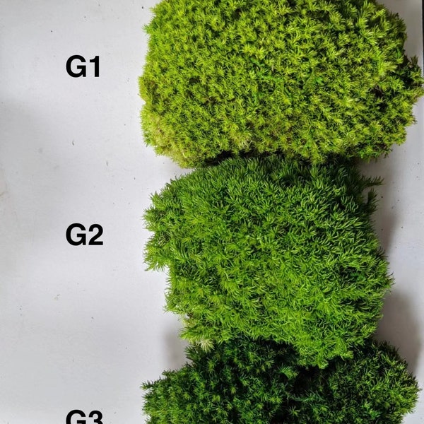 Bulk Wholesale Preserved Moss, Natural Green Moss, Dyed Moss, Moss For Decorating, Pillow Moss, Cushion Moss, Bun Moss