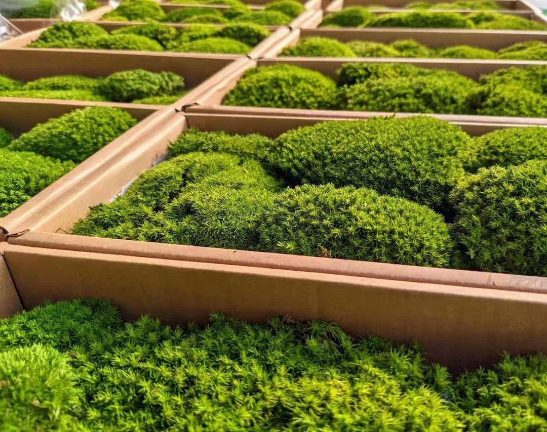 Bulk Wholesale Preserved Moss, Natural Green Moss, Dyed Moss, Moss for
