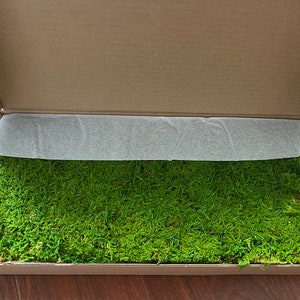 I made a $500 moss carpet out of materials from my home #mosscarpet #d