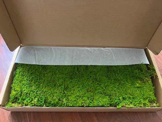 Fresh, green sheet moss for decorations
