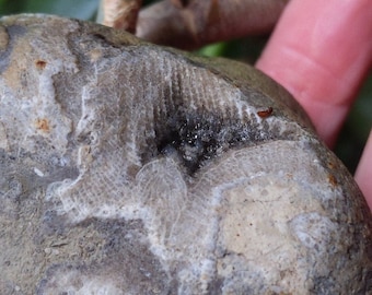 Michigan Charlevoix Druzy, Rugosa and Crinoid Fossil Conglomerate (horn coral, sea lilies, favosite, limestone)  unpolished natural